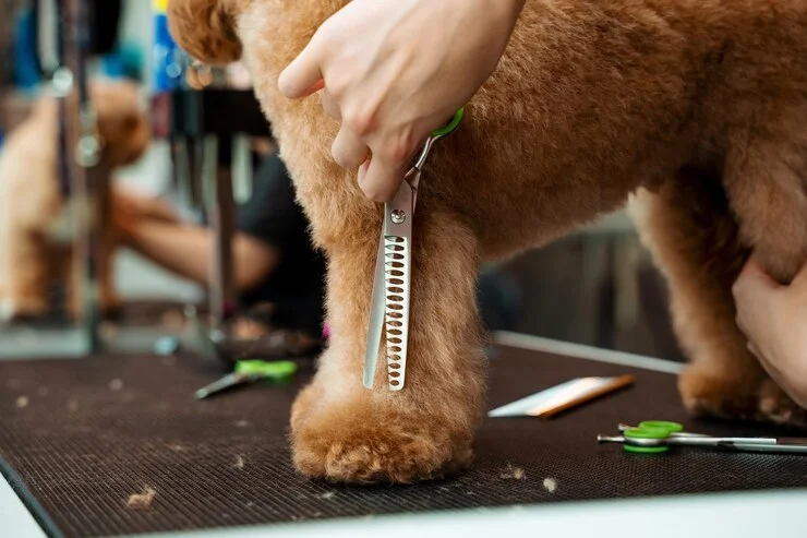 tributação para pet shop