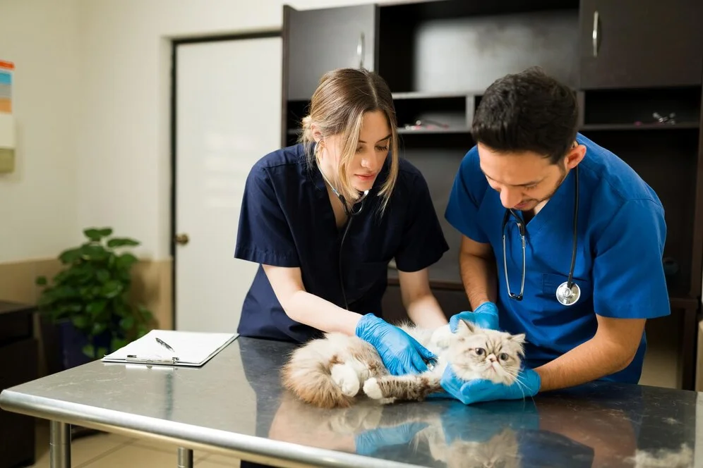 Contabilidade especializada para veterinário